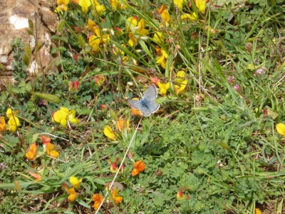 Blue Argus