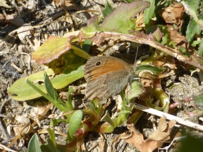 Small Heath, form lyllus