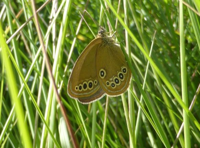 False Ringlet, photo 1