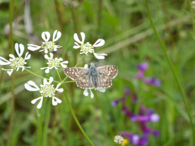 Oberthurs Grizzled Skipper upperside