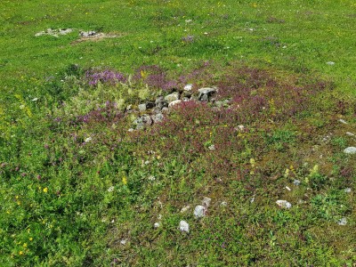 Wild Thyme in a flower rich meadow