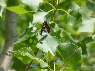 Southern White Admiral