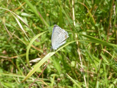 Short Tailed Blue