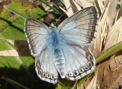 ??? Provencal Chalkhill Blue ???