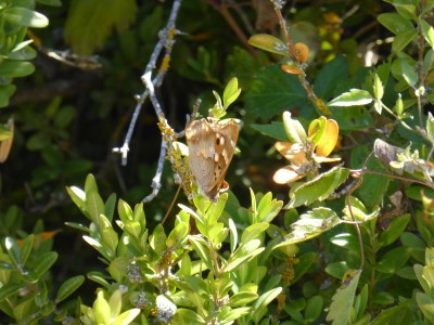 Lesser Purple Emperor, photo 2