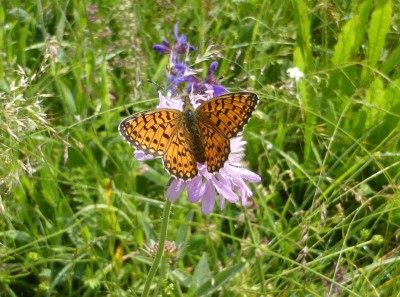 Small Pearl Bordered Fritillary