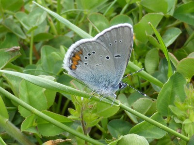 (Greek) Mazarine Blue, underside