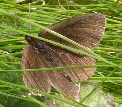 Probable Sooty Ringlet individual 2