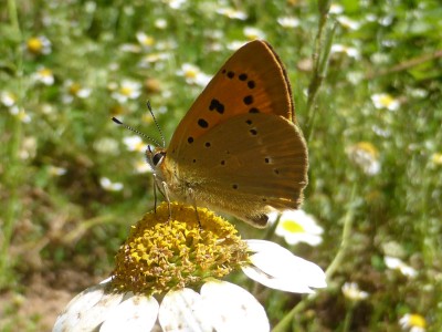 Scarce Copper