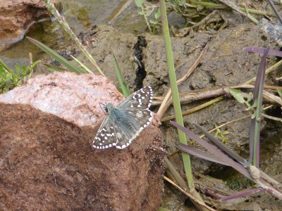 Large Grizzled Skipper