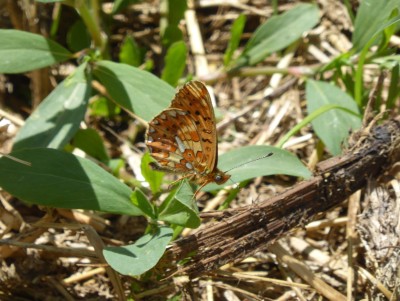 Pearl Bordered Fritillary