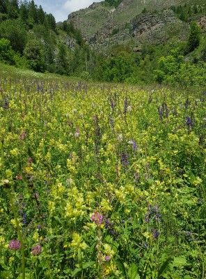 One of the meadows at Saint Dalmas Le Selvage