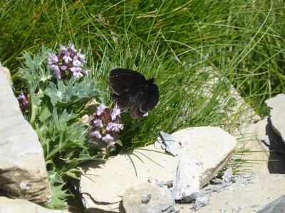 Lefebvre's Ringlet, photo 1