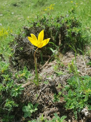 Wild Tulip