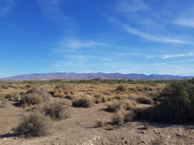 Common Tiger Blue habitat