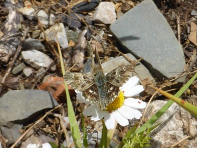 Tufted Marbled Skipper pair in courtship, male showing top side