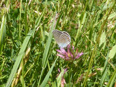 Amanda's Blue (underside)