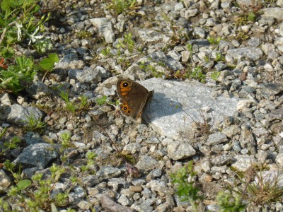 Northern Wall Brown