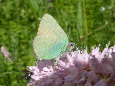 Green Hairstreak