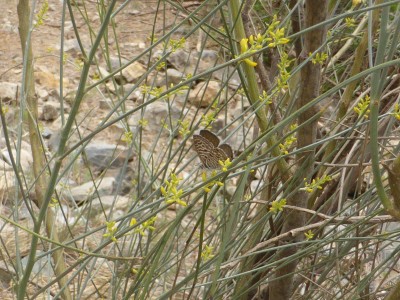 Lang's Short Tailed Blue