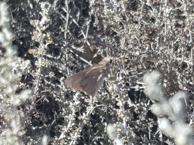 Mediterranean Skipper (dreadful photo taken on my phone)