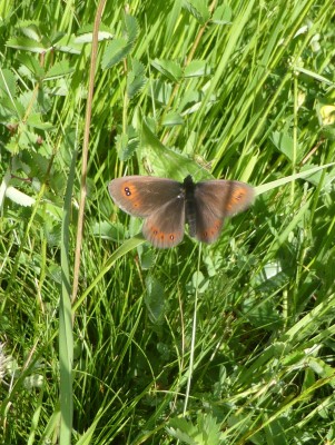 Bright Eyed Ringlet