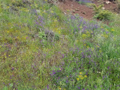 An idea of the floriferous richness of the roadside verges