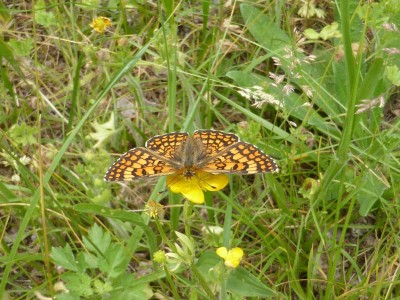 Another attempted Provencal Fritillary!!!