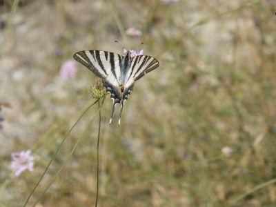 Iberian Scarce Swallowtail