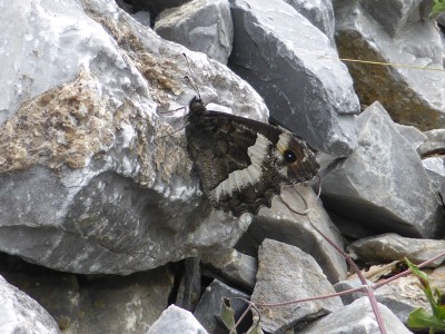 Woodland Grayling