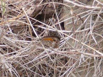 Southern Gatekeeper