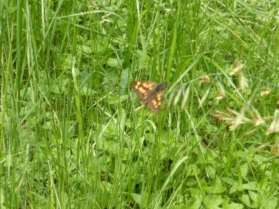 (Blurry) Chequered Skipper