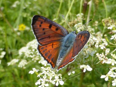 Purple Shot Copper