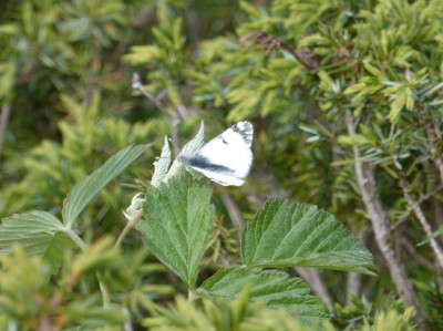 Mountain Dappled White