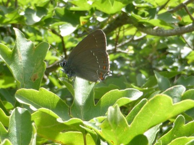 Ilex Hairstreak