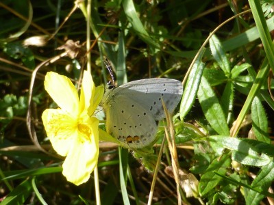 Short Tailed Blue