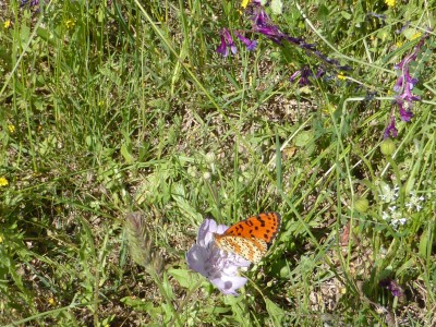 Spotted Fritillary