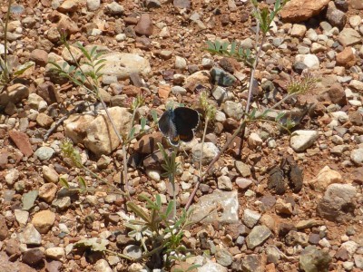 Bavius Blue upperside