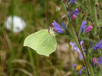 Brimstone