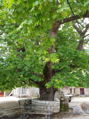 Oriental Plane tree in Souvardo