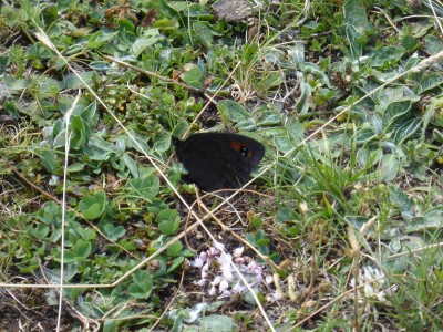 Chapman's Ringlet, photo 2