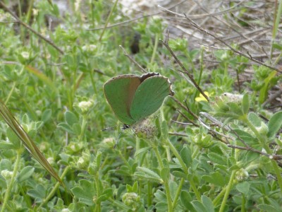 Green Hairstreak