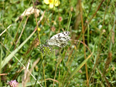 Esper's Marbled White