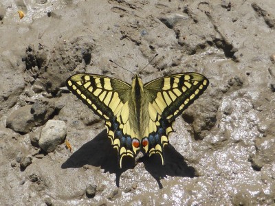 A pristine Swallowtail