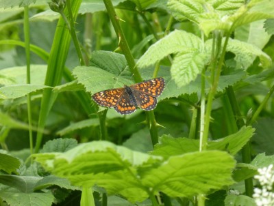 Scarce Fritillary