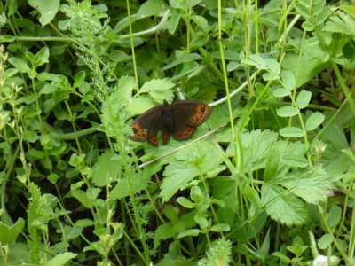 de Prunner's Ringlet