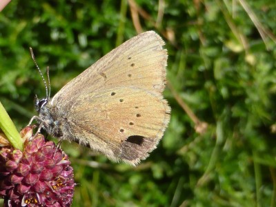 Dusky Large Blue