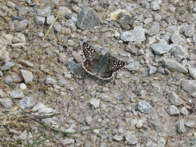 Safflower Skipper