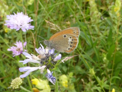 (Spanish) Chestnut Heath