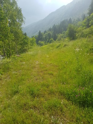 A grassy track in our valley during the afternoon